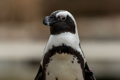 Portrait of a bird