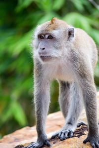 Close-up of monkey on tree