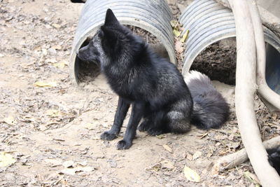 High angle view of black cat on field