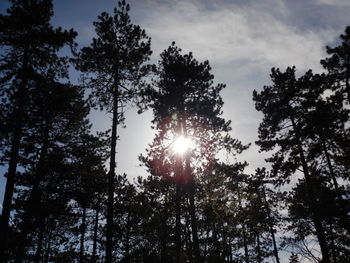 Low angle view of trees against sky on sunny day