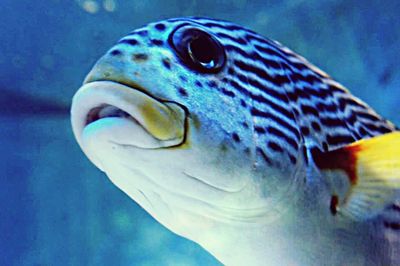 Close-up of fish underwater