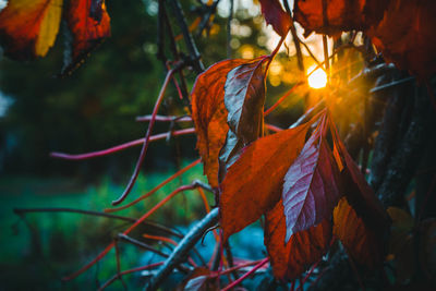 Close-up of leaves during autumn