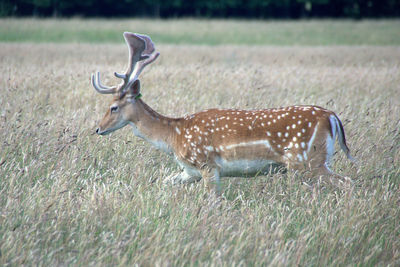 Deer on field