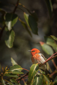 Close-up of bird perching on plant