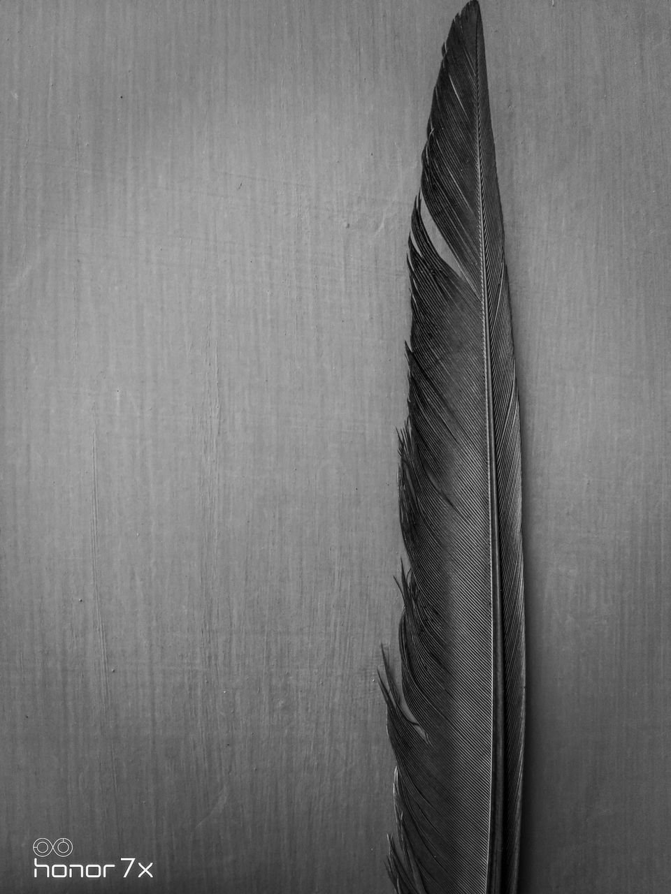 black and white, black, monochrome photography, monochrome, bird, feather, wing, fashion accessory, no people, indoors, nature, textured, still life, close-up