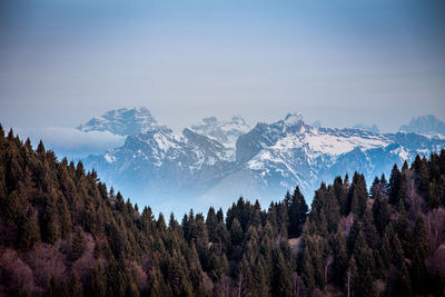 Trees against snowcapped mountains and sky