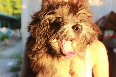 Close-up of dog sticking out tongue