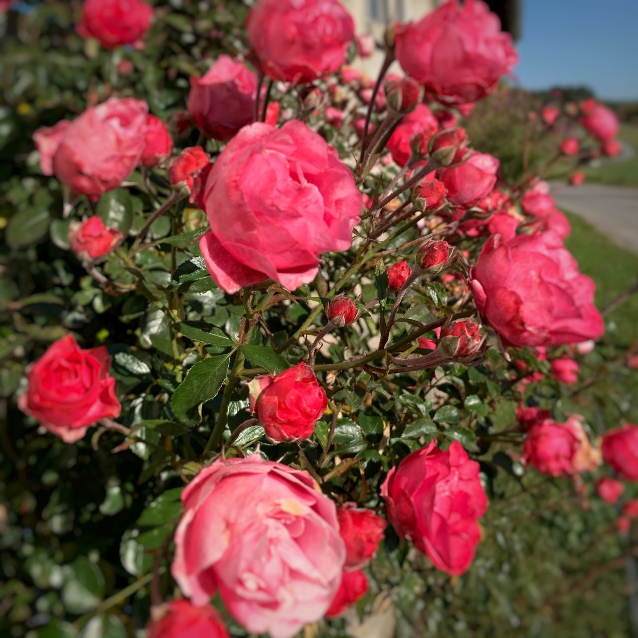 CLOSE-UP OF PINK ROSE FLOWERS