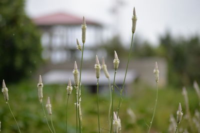 Close-up of fresh plants