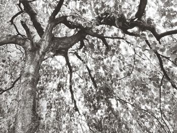 Low angle view of trees in forest