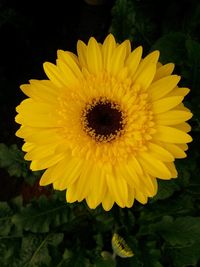 Close-up of yellow sunflower