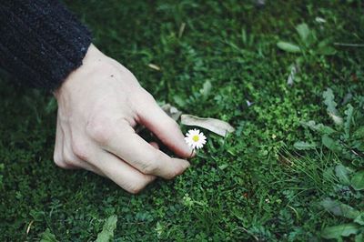 Cropped image of hand holding plant