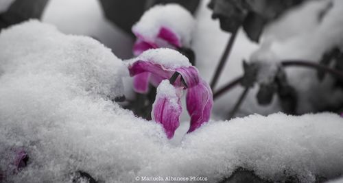 Close-up of pink flower during winter