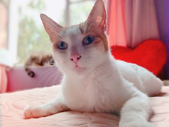 Close-up portrait of a cat