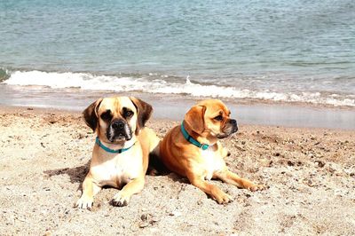 Dogs on beach