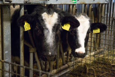 Close-up of cow in shed