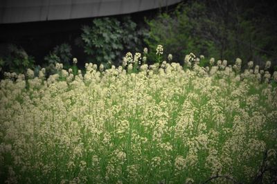 Plants growing on field