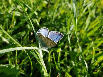 Close-up of butterfly on grass