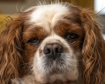 Close-up portrait of a dog