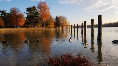 Ducks swimming in lake