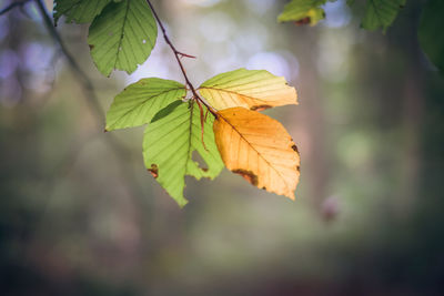 Close-up of maple leaves