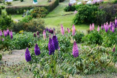 Fresh purple flowers in garden