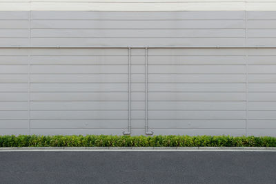 Plants growing by wall of building