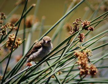 Close-up of bird perching on plant