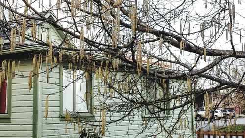 Low angle view of bare trees against buildings