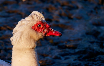 Close-up of a bird