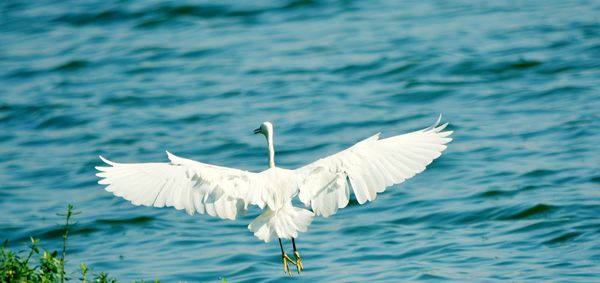 White bird flying over sea
