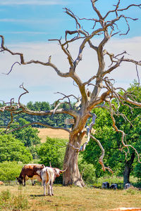 Horses grazing in a field