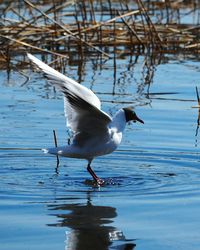 Close-up of bird in lake