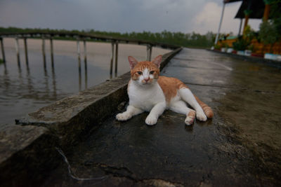 Cat in water