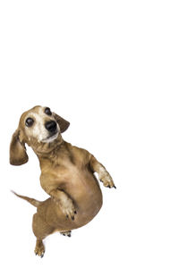 Dog looking at camera against white background