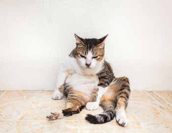 Cat sitting on floor against wall