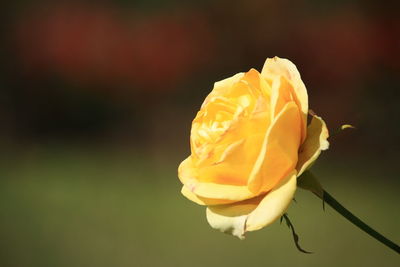 Close-up of rose against blurred background