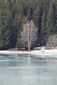 Trees by lake in forest during winter