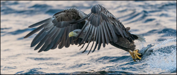 Bird flying over the sea