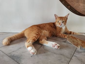 Portrait of cat resting on tiled floor