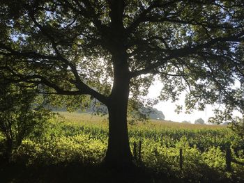 Trees on grassy field