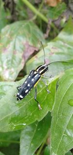 Close-up of insect on leaf