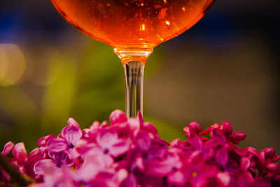 Close-up of fresh pink flowers in glass