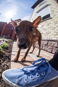 Cropped leg by miniature pinscher dog in back yard