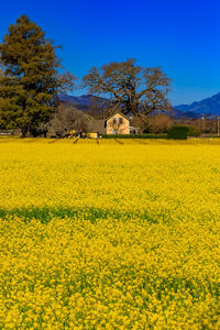 Scenic view of oilseed rape field against sky