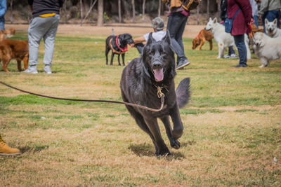 Low section of dog running on field