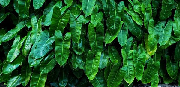 Full frame shot of green leaves