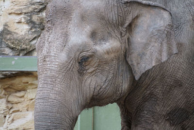 indian elephant