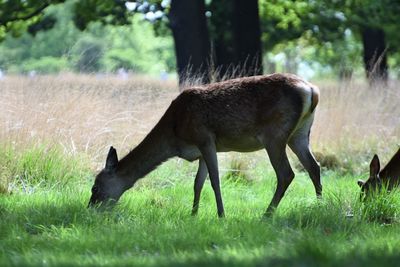 Horse grazing on field