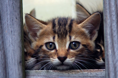 Close-up portrait of a cat